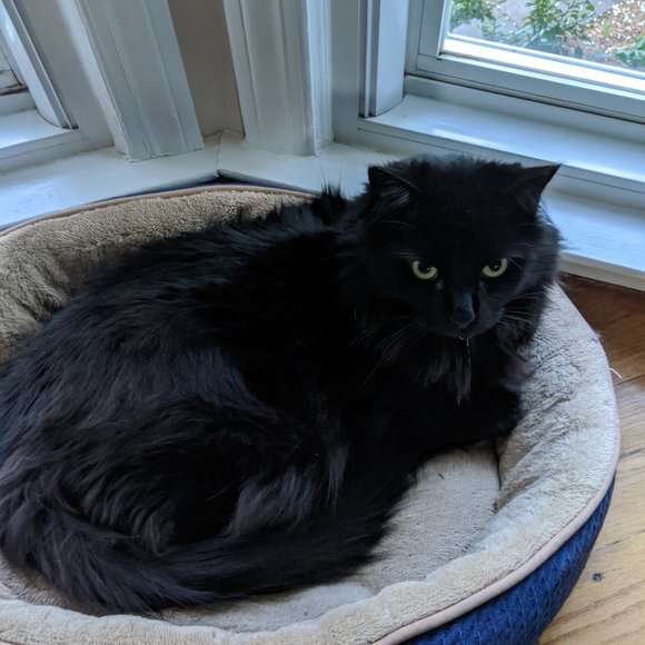 Meet your Posher, Carolyn - Picture 1 of 2